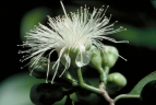 Syzygium alliiligneum