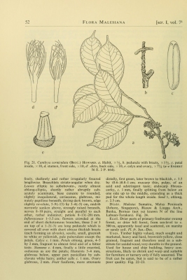 Cantleya corniculata