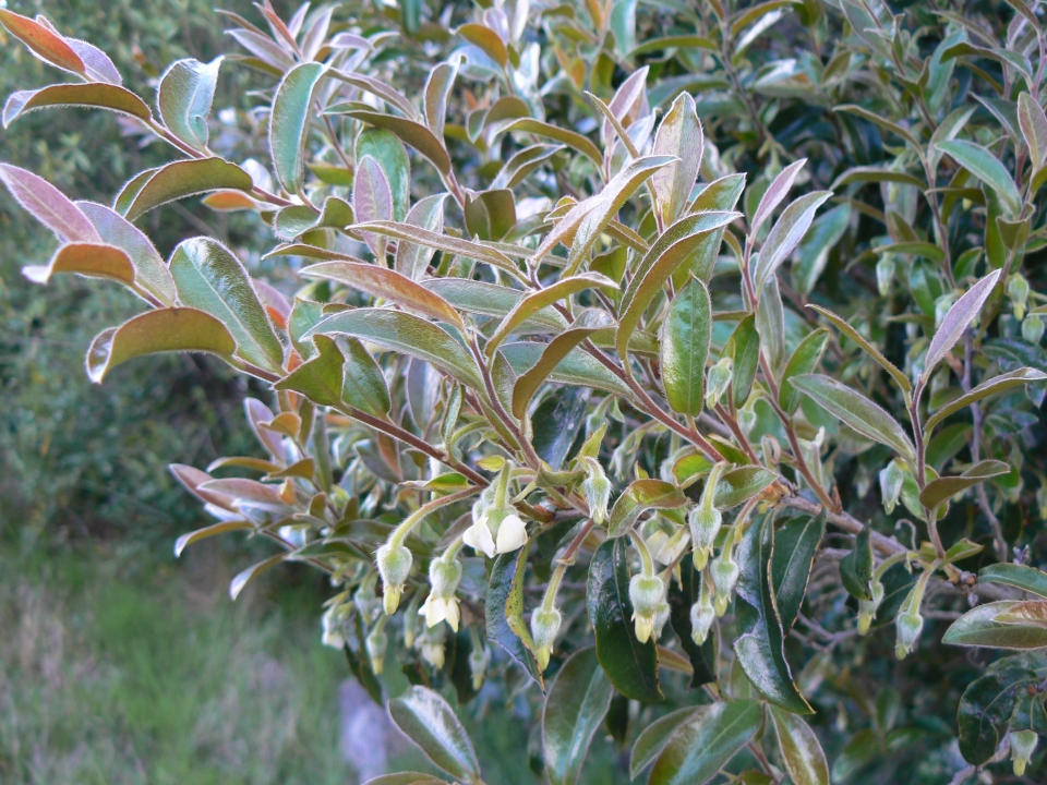 Diospyros whyteana