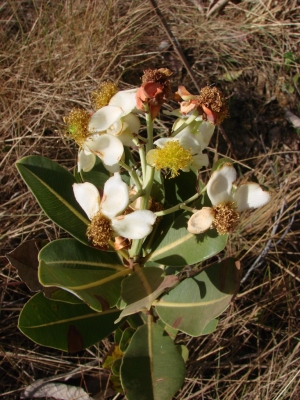 Kielmeyera variabilis