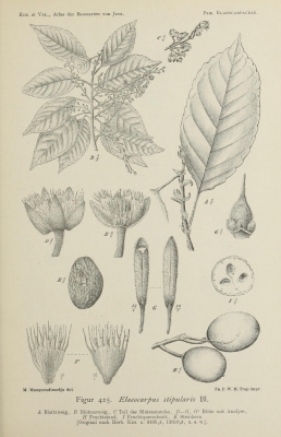 Elaeocarpus stipularis