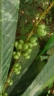 Agrostistachys borneensis