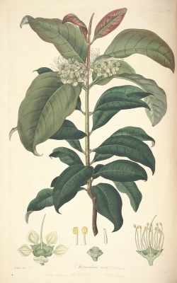 Xanthostemon verus