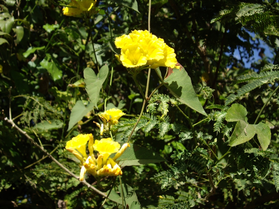 Merremia umbellata