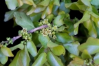 Krugiodendron ferreum