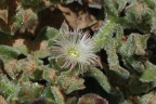 Mesembryanthemum crystallinum
