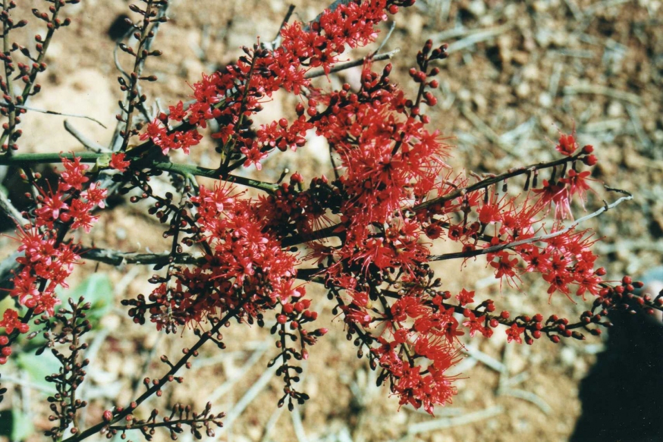 Combretum coccineum