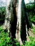Artocarpus lanceifolius
