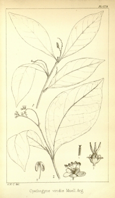 Thecacoris viridis