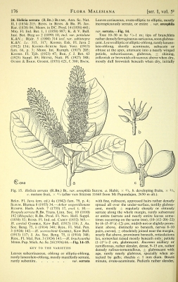 Helicia serrata