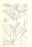 Cordeauxia edulis