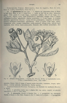 Jatropha hirsuta