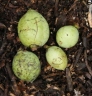 Warburgia ugandensis