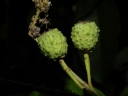 Croton schiedeanus