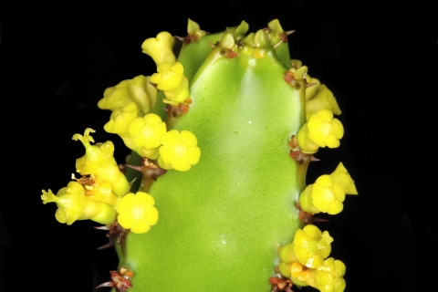 Euphorbia quinquecostata