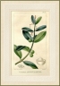 Calophyllum calaba
