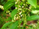Gouania tiliifolia