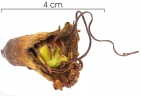 Lafoensia punicifolia