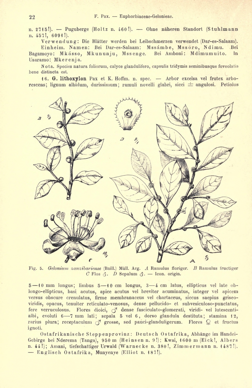 Suregada zanzibariensis