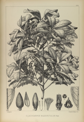 Elaeocarpus hygrophilus