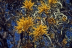 Acacia leptocarpa