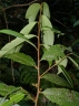Iryanthera paraensis