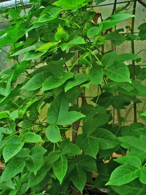 Gossypium herbaceum