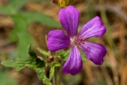 Geranium mexicanum