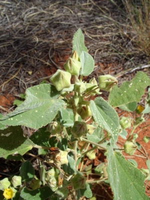 Abutilon otocarpum