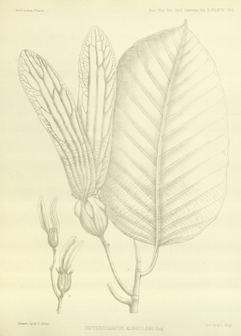 Dipterocarpus kunstleri