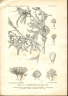 Syzygium polycephalum