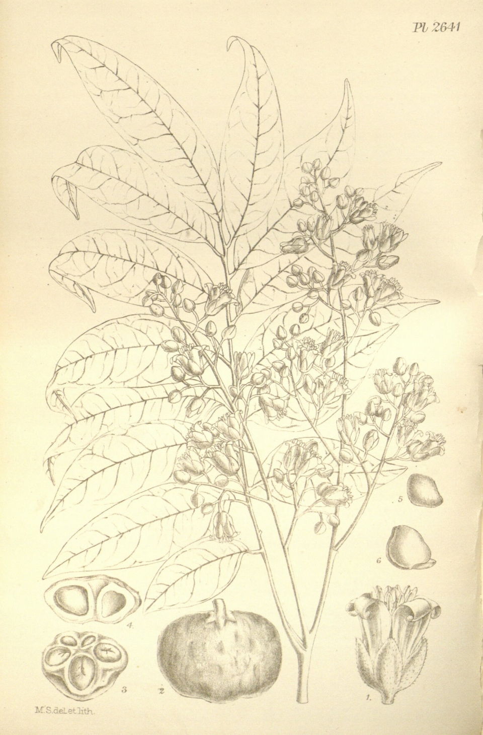 Dracontomelon duperreanum
