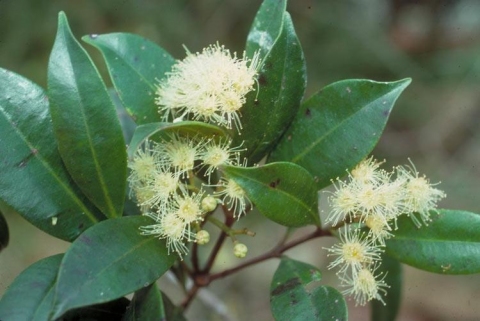 Syzygium johnsonii