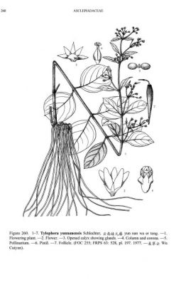 Tylophora yunnanensis