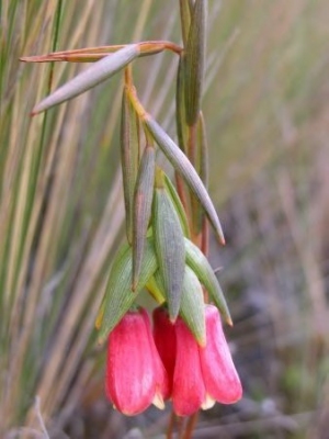 Bomarea glaucescens