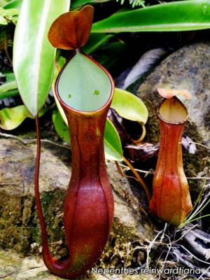 Nepenthes reinwardtiana