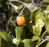 Ziziphus mauritiana