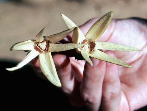 Xylopia benthamii