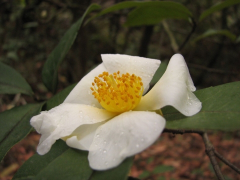 Camellia kissii