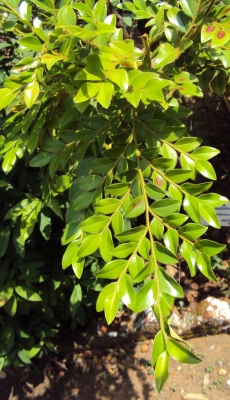 Diospyros buxifolia