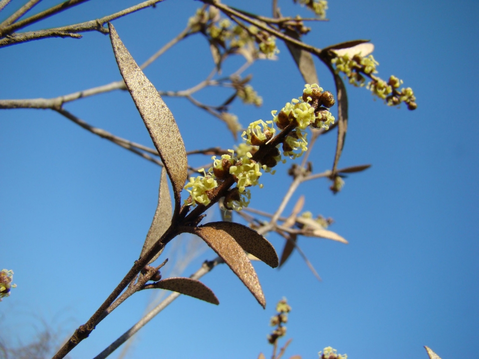 Croton boinensis