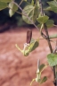 Aristolochia albida