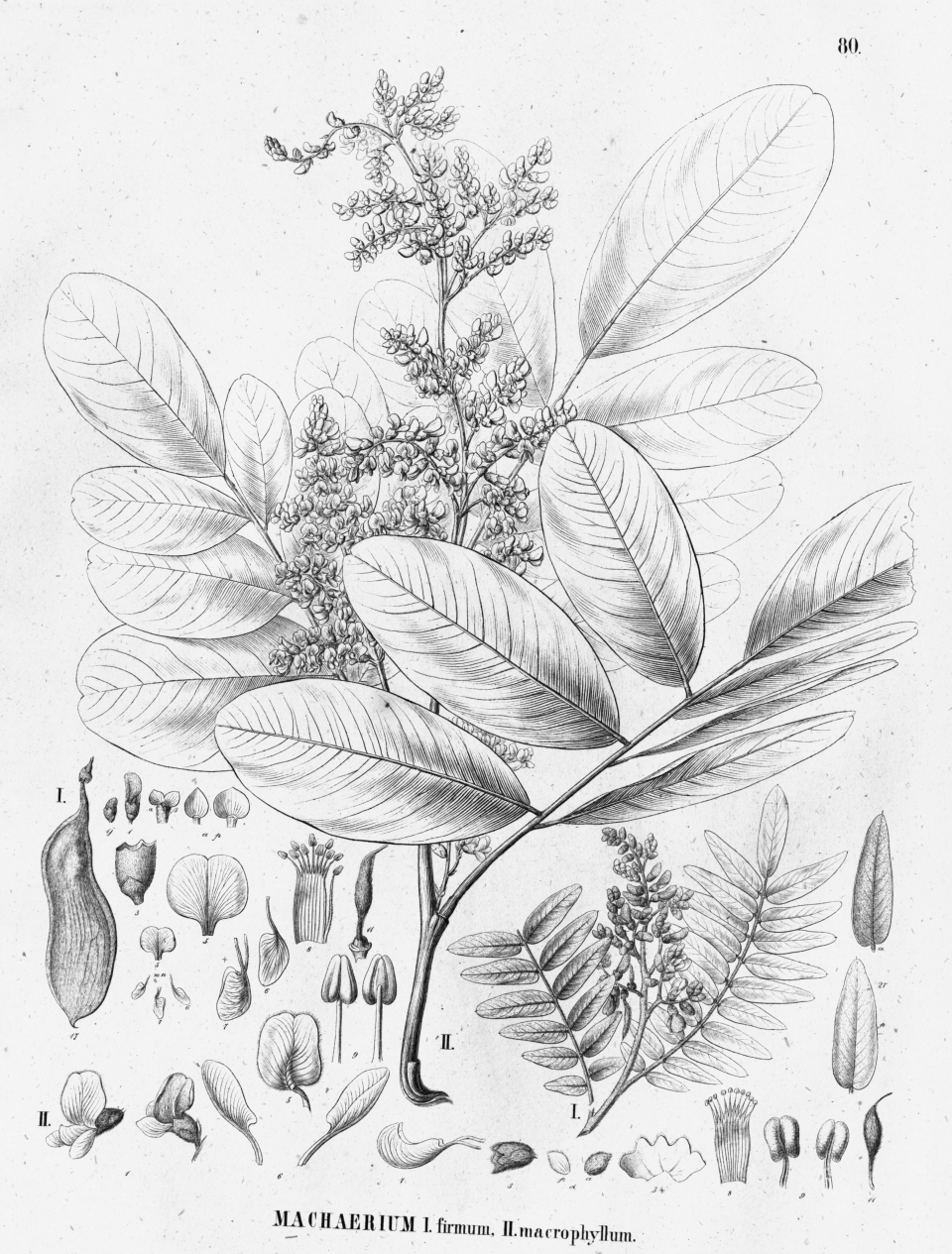 Machaerium macrophyllum
