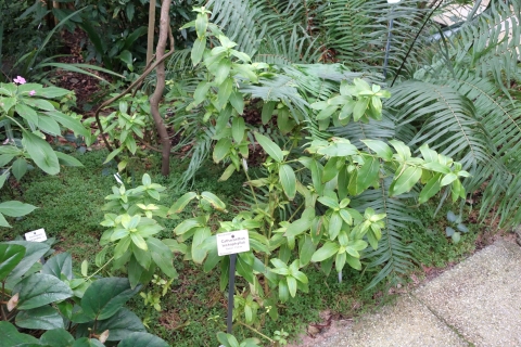Catharanthus trichophyllus