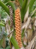 Borassodendron machadonis