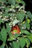 Homalanthus novoguineensis