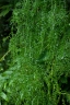 Asparagus cochinchinensis