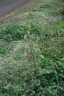 Amaranthus powellii