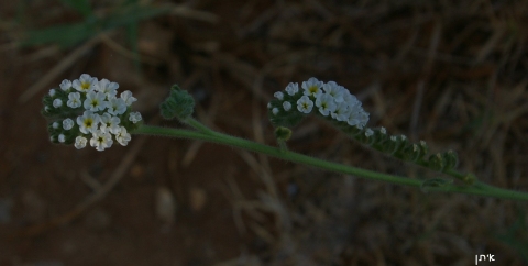 Heliotropium supinum