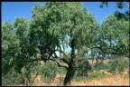 Eucalyptus microtheca